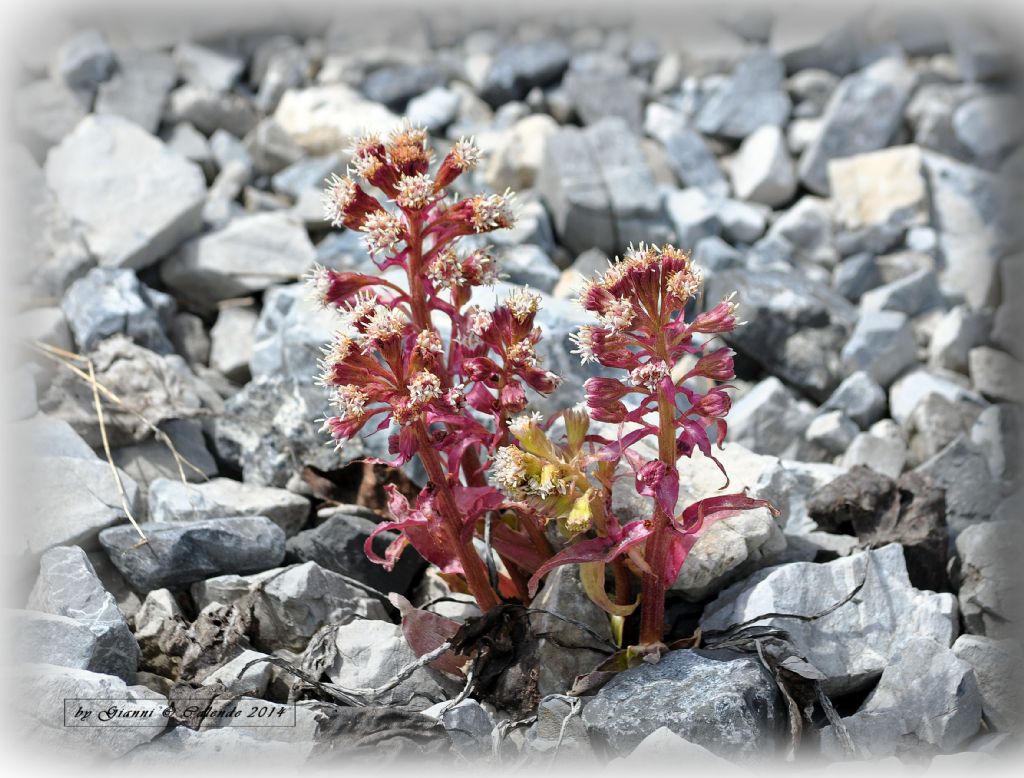 Petasites hybridus (Farfaraccio maggiore)